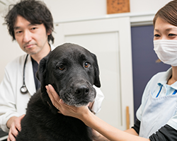 青葉どうぶつ病院