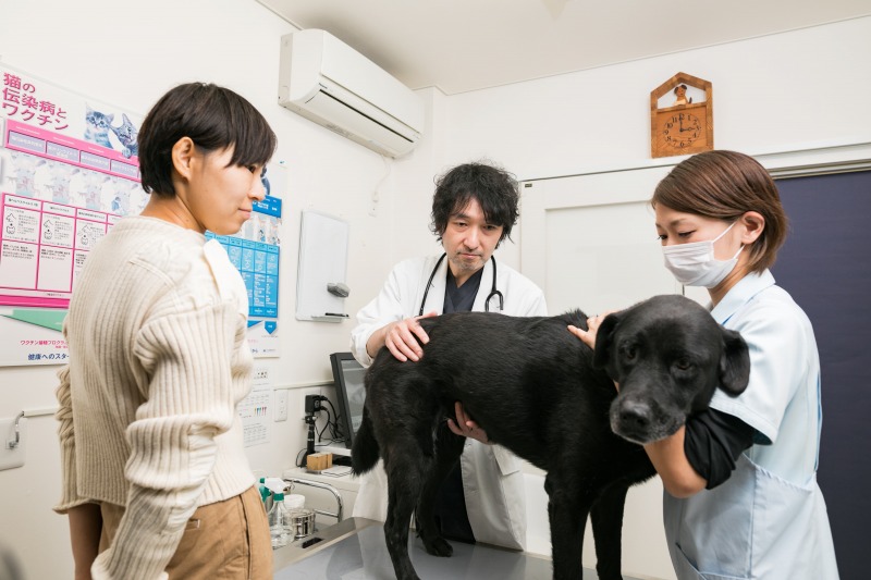 去勢・避妊手術の時期