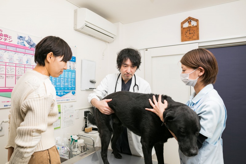 犬のよくある病気