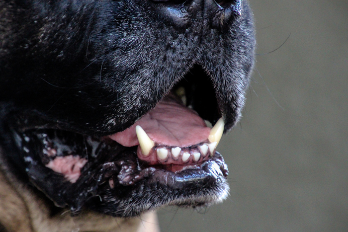 犬猫の60％以上は歯周病